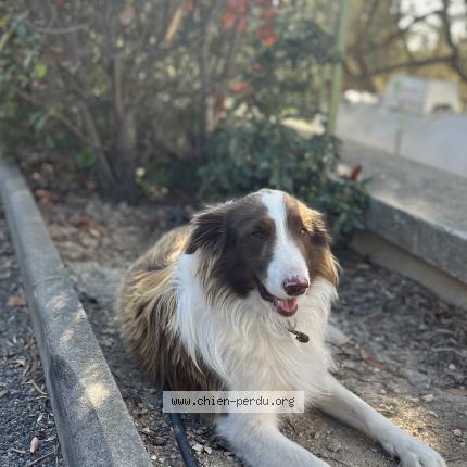 Photo de chien perdu à Allauch