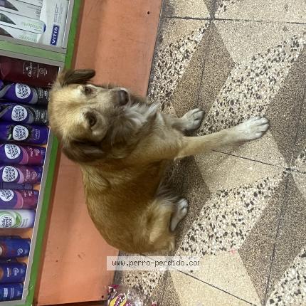 Photo de chien trouvé à Lima