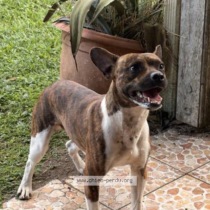 Photo de chien trouvé à Morne Rouge