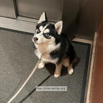Photo 1/1 Milo Chien perdu à Pierrefitte sur seine