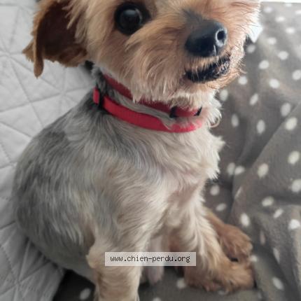 Photo 1/1 Yago Chien perdu à Limoges