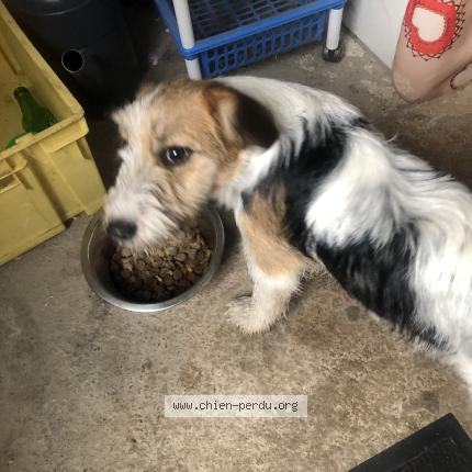 Photo 1/1 Chien trouvé Trouvé à Fougerolles