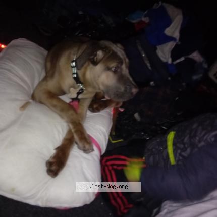 Photo de chien perdu à Baltimore