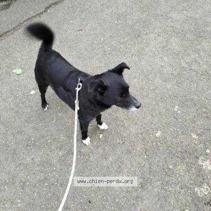 Photo 1/1 Chien retrouvé Perdu à Le Mans