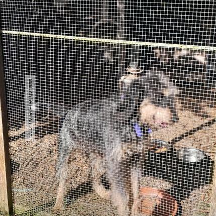 Photo 1/3 Chien trouvé Trouvé à St laurent des hommes