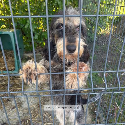 Photo 2/3 Chien trouvé Trouvé à St laurent des hommes