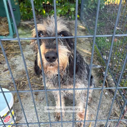 Photo 3/3 Chien trouvé Trouvé à St laurent des hommes