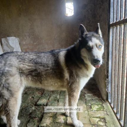 Photo 1/1 Chien retrouvé Trouvé à Nielles Les Ardres