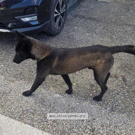 Photo 1/1 Chien trouvé Trouvé à Archamps