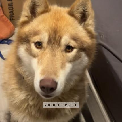 Photo 1/1 Chien trouvé Trouvé à Etigny