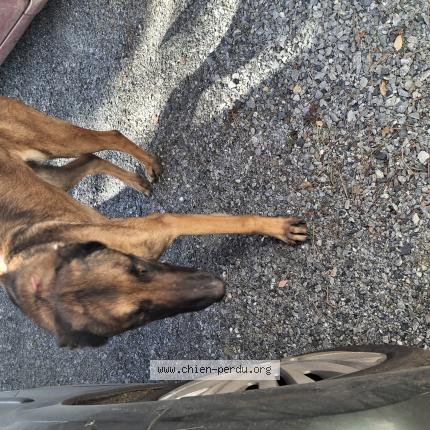 Photo 1/1 Chien trouvé Trouvé à Cazats