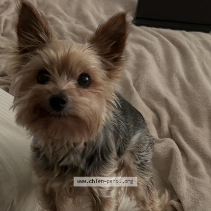 Photo 1/1 Chien retrouvé Perdu à Montigny les metz