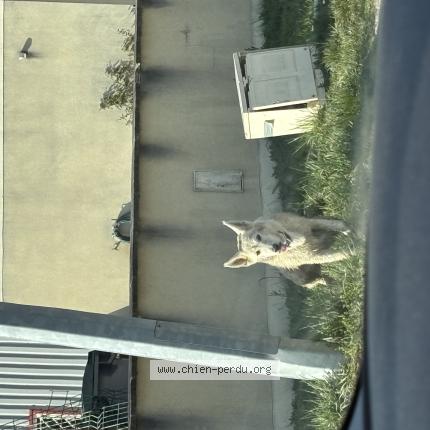 Photo 1/1 Chien trouvé Trouvé à Saint doulchard