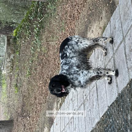 Photo 1/1 Chien retrouvé Trouvé à Lasalle