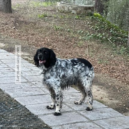 Photo 1/1 Chien retrouvé Trouvé à Lasalle