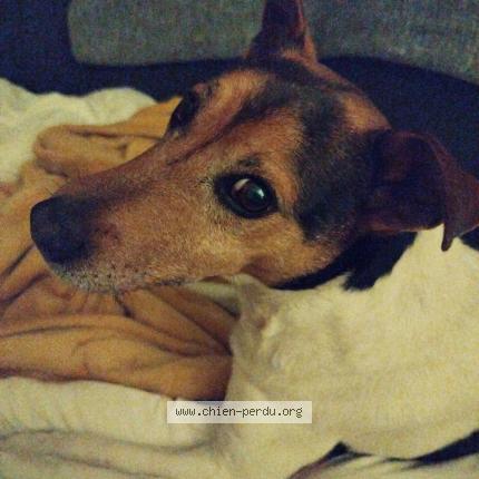 Photo 1/1 Chien retrouvé Perdu à Saint eusebe