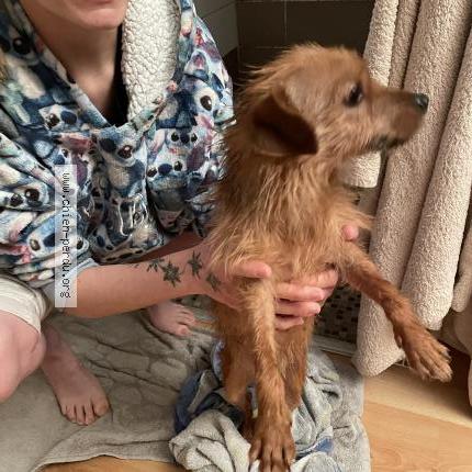 Photo 1/1 Chien trouvé Trouvé à Anould