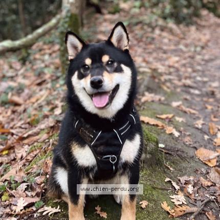 Photo 1/1 Chien retrouvé Perdu à Saint herblain