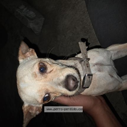 Photo de chien trouvé à Santo Domingo Este Juan Lopez