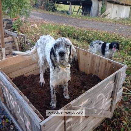 Photo 1/1 Jolie Chien perdu à Leynhac
