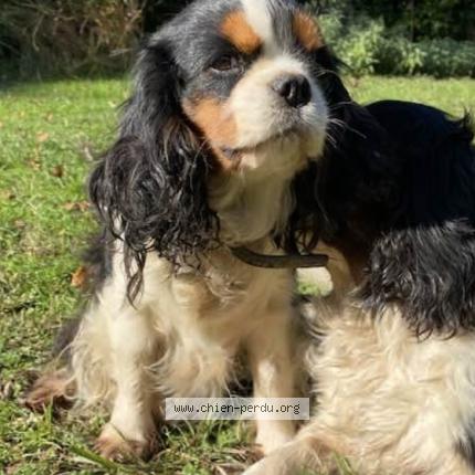 Photo 1/1 Jardins de l'humanité Alquier Chien perdu à Saint vincent de tyrosse