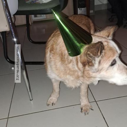 Photo 1/1 Jimmy Chien perdu à Le poire sur vie