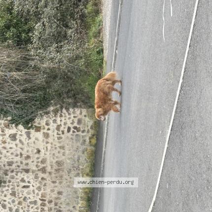 Photo 1/1 Chien trouvé Trouvé à Limoges