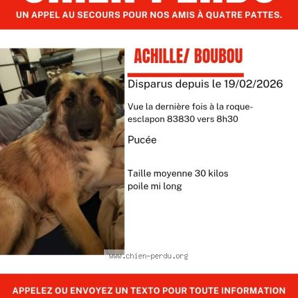 Photo 1/1 Achille Chien perdu à La roque esclapon