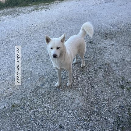Photo 1/1 Chien trouvé Trouvé à Saint cyprien