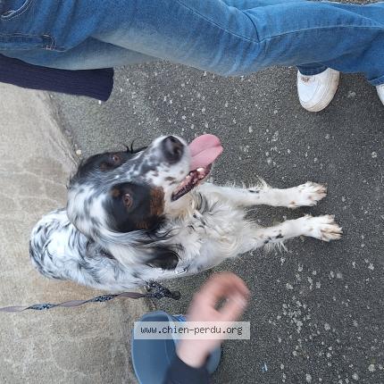 Photo 1/1 Chien trouvé Trouvé à Fresnay le comte