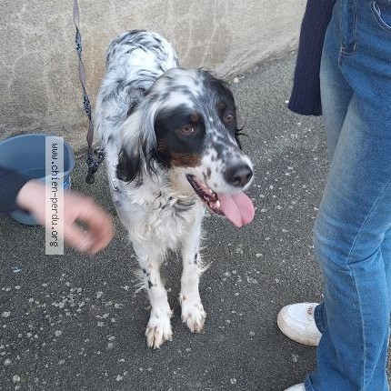 Photo 1/1 Chien trouvé Trouvé à Fresnay le comte