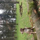 Photo de chien perdu à Saint Priest