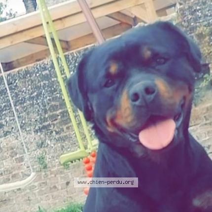 Photo 1/1 Pumba Chien perdu à Valencienne