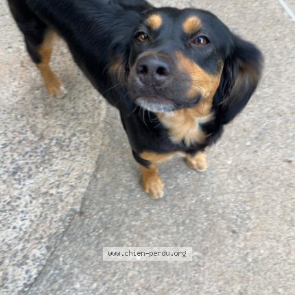 Photo 1/1 Filous Chien perdu à Mont roc