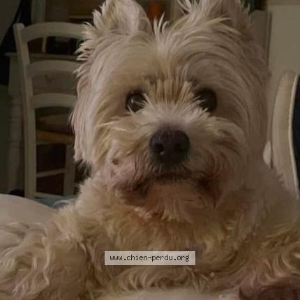 Photo 1/1 Sherlock Chien perdu à Ault