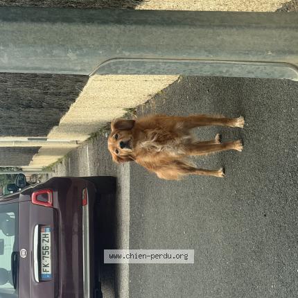 Photo 1/1 Chien trouvé Trouvé à Sainte marie la mer