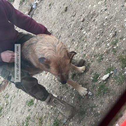 Photo 1/1 Chien retrouvé Perdu à Bernienville