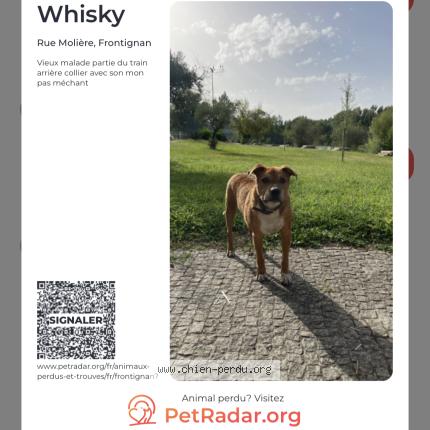 Photo 1/1 Whisky Chien perdu à Frontignan
