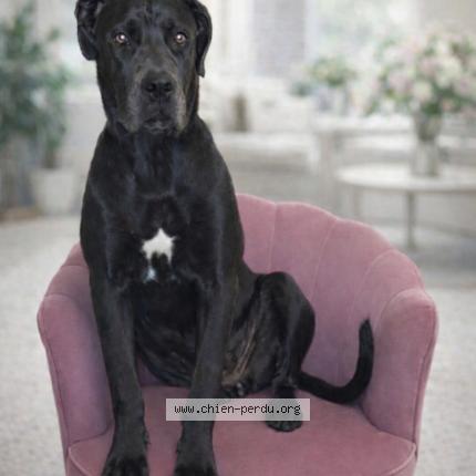 Photo 1/1 April Chien perdu à Maxeville