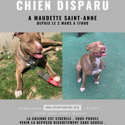 Photo 1/1 Chien retrouvé Perdu à Sainte Anne