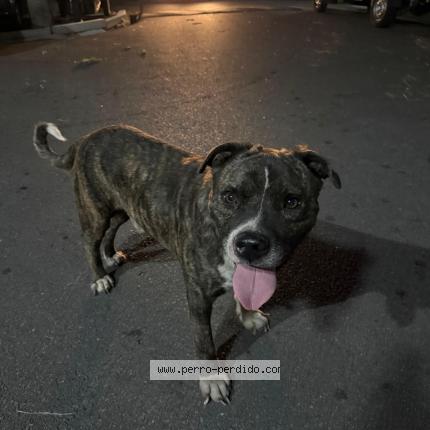 Photo de chien trouvé à Montevideo