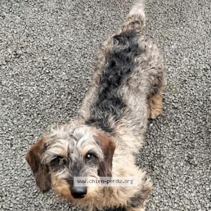 Photo 1/1 Socquette Chien perdu à Jax