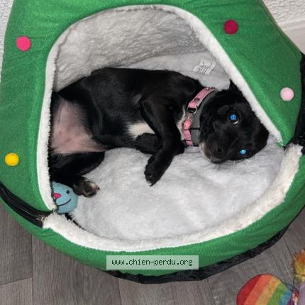 Photo 1/1 LILO Chien perdu à Saint aignan