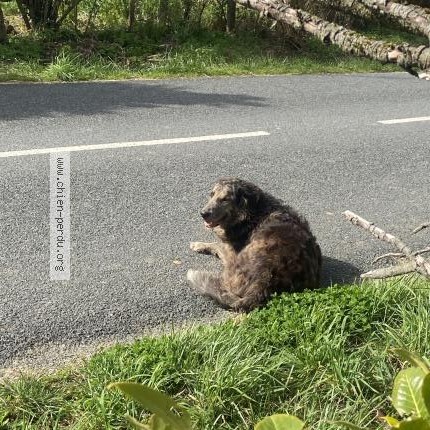 Photo 1/1 Chien retrouvé Trouvé à Venes