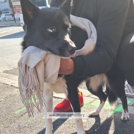 Photo 1/1 Chien trouvé Trouvé à Lannion