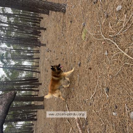 Photo 1/1 Chien trouvé Trouvé à Barcares