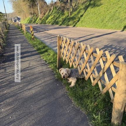 Photo 1/1 Chien trouvé Trouvé à Saint denis sur scie
