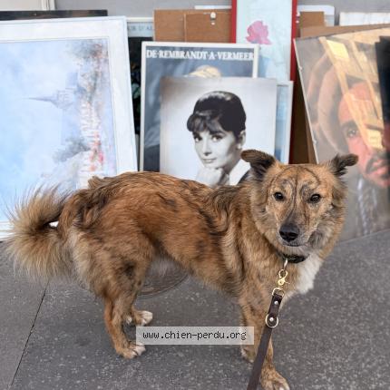 Photo 1/1 Chien retrouvé Perdu à Paris