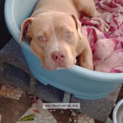 Photo de chien perdu à Saint Andre