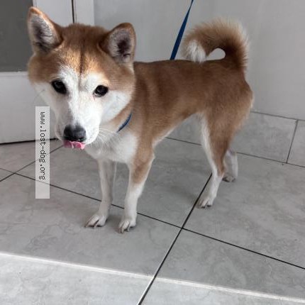 Photo 1/1 Chien trouvé Trouvé à Miramar